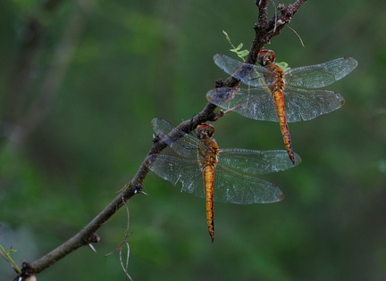 	Pantala flavescens	