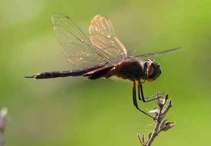 	Tramea binotata	