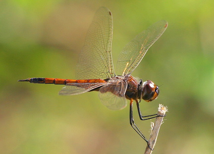 	Tramea binotata	