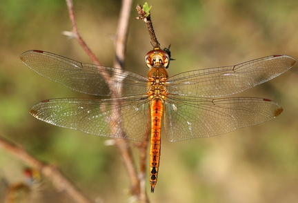 	Pantala flavescens	