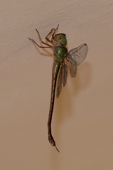 Triacanthagyna septima