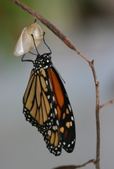 	Imago de Monarque	