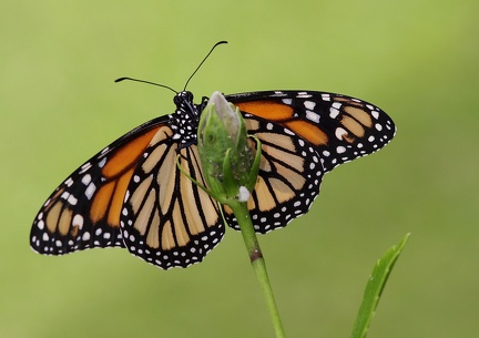 	Danaus plexippus tobagi