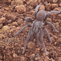 	Holothele sulfurensis	