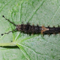 NymphaleOrtie