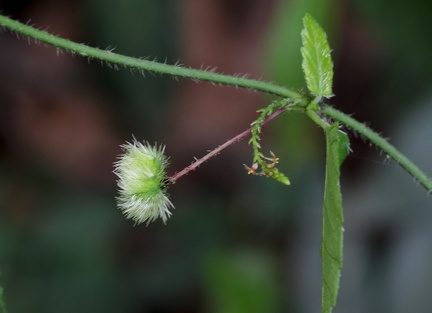 Tragia volubilis