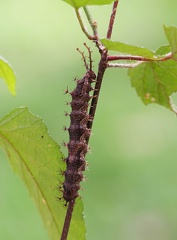 Biblis hyperia