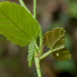 NymphaleOrtie