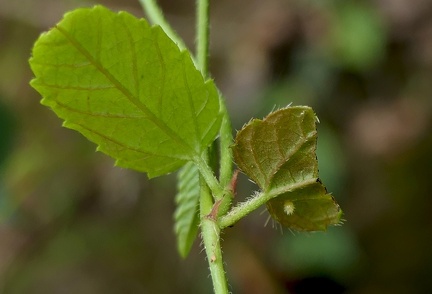 Biblis hyperia