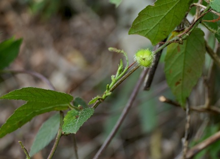 Tragia volubilis