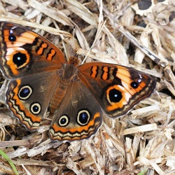 Papillon Savane