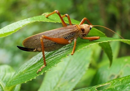 	Nesonotus reticulatus