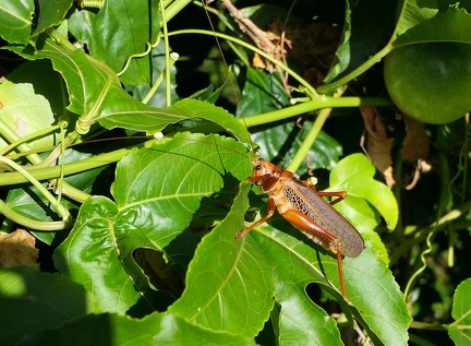 	Nesonotus reticulatus	