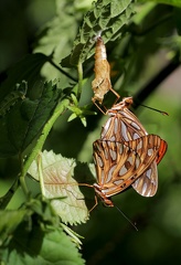 	Agraulis vanillae insularis