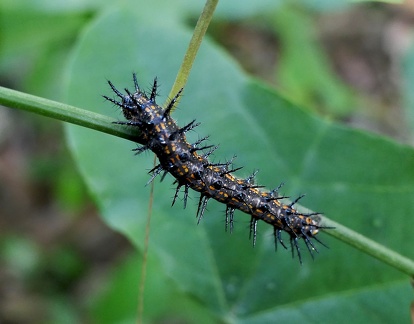 	Agraulis vanillae insularis