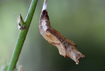  Agraulis vanillae insularis