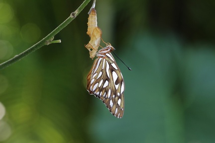  Agraulis vanillae insularis