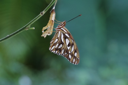  Agraulis vanillae insularis