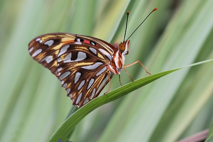  Agraulis vanillae insularis