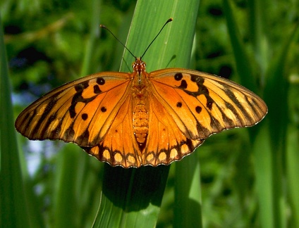 	Agraulis vanillae insularis	