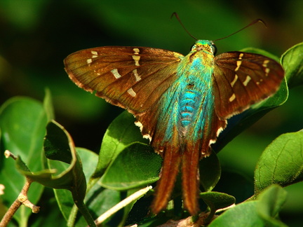 	Urbanus proteus domingo	