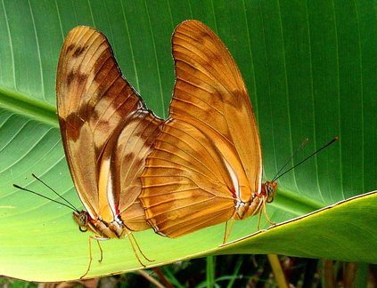 	Dryas iulia dominicana