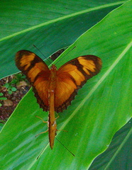 	Dryas iulia dominicana