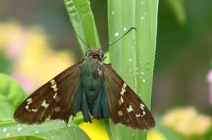 	Astraptes talus	