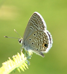 	Hemiargus hanno watsoni	