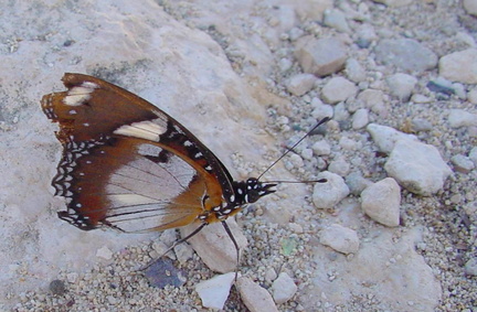 	Hypolimnas misippus	