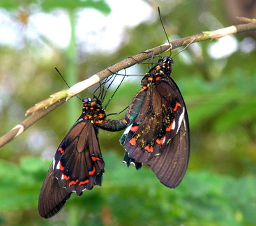 	Battus polydamas neodamas	