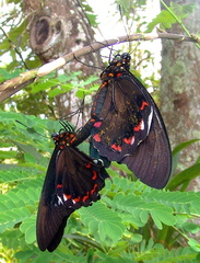 	Battus polydamas neodamas