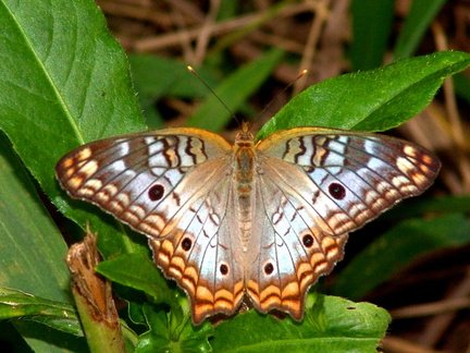 	Anartia jatrophae intermedia	