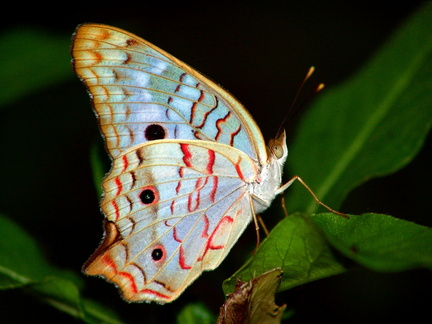 	Anartia jatrophae intermedia	