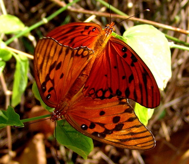 	Agraulis vanillae insularis	