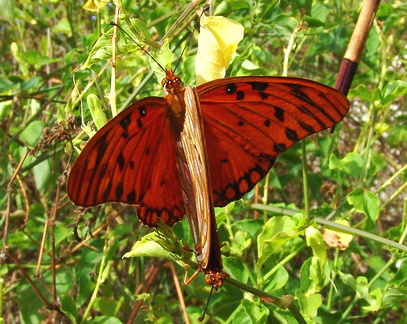 	Agraulis vanillae insularis