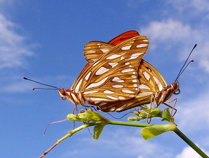 	Agraulis vanillae insularis