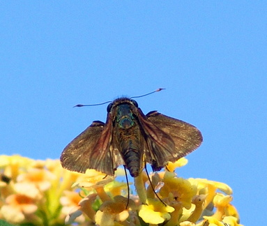 	Nyctelius nyctelius agari	