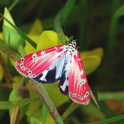 Papillons de jour