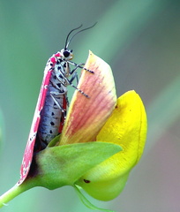 	Utetheisa ornatrix	