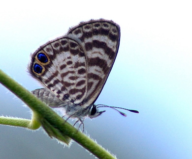 	Leptotes cassius cassioides