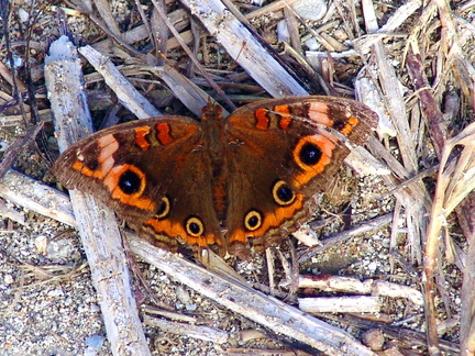 	Junonia genoveva	