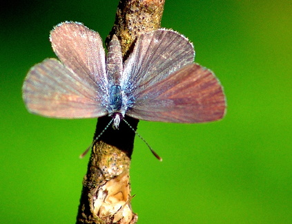 	Hemiargus hanno watsoni	