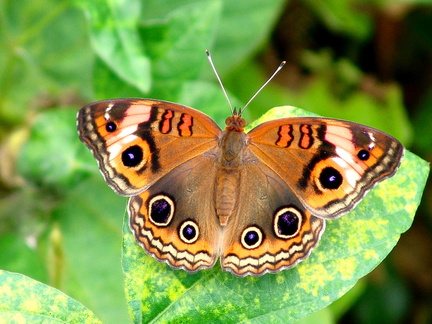 	Junonia evarete zonalis	