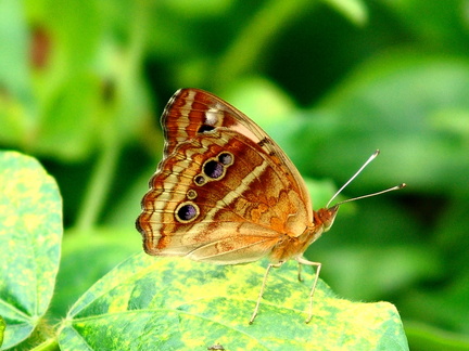 	Junonia evarete zonalis	