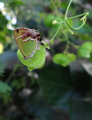 	Chlorostrymon simaethis simaethis