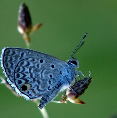 	Hemiargus hanno watsoni	