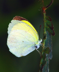 	Pyrisitia venusta emanona	