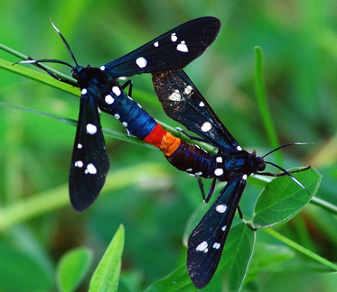 	Syntomeida epilais	