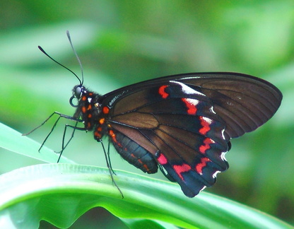 	Battus polydamas neodamas	